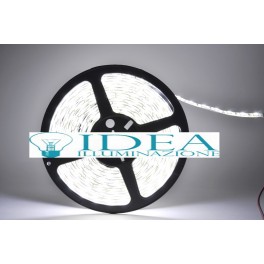 Strip led 300 led SMD 5 mt. 6500K 12V Strip led 300 led SMD 5 mt. 6500K 12V